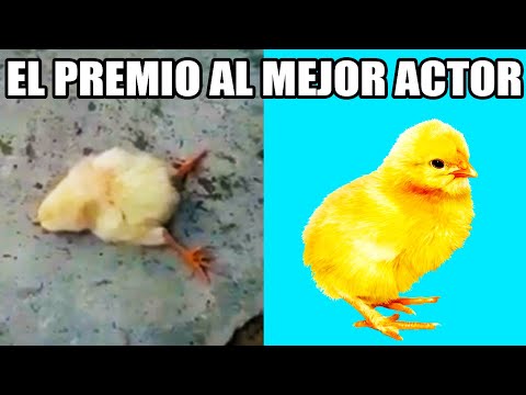 Videos De Animales Que Actúan De Forma Exagerada