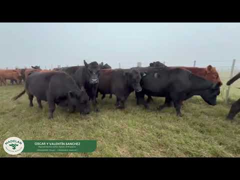 MOREROBER _ 35 NOVILLITOS de 390 kg en COLONIA SERÉ, CARLOS TEJEDOR, BUENOS AIRES 18-04-2026