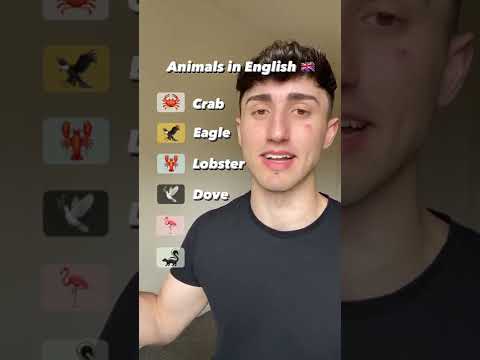 Quanti giusti? 😎 #inglese #imparainglese #shorts