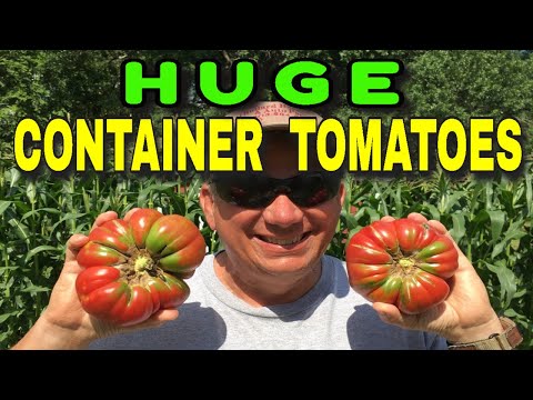 , title : '🍅GROW HUGE TOMATOES IN CONTAINERS 👍 L👀K AT THESE MONSTERS 🍅 EARTHBOX GARDENING ROCKS! 👍'