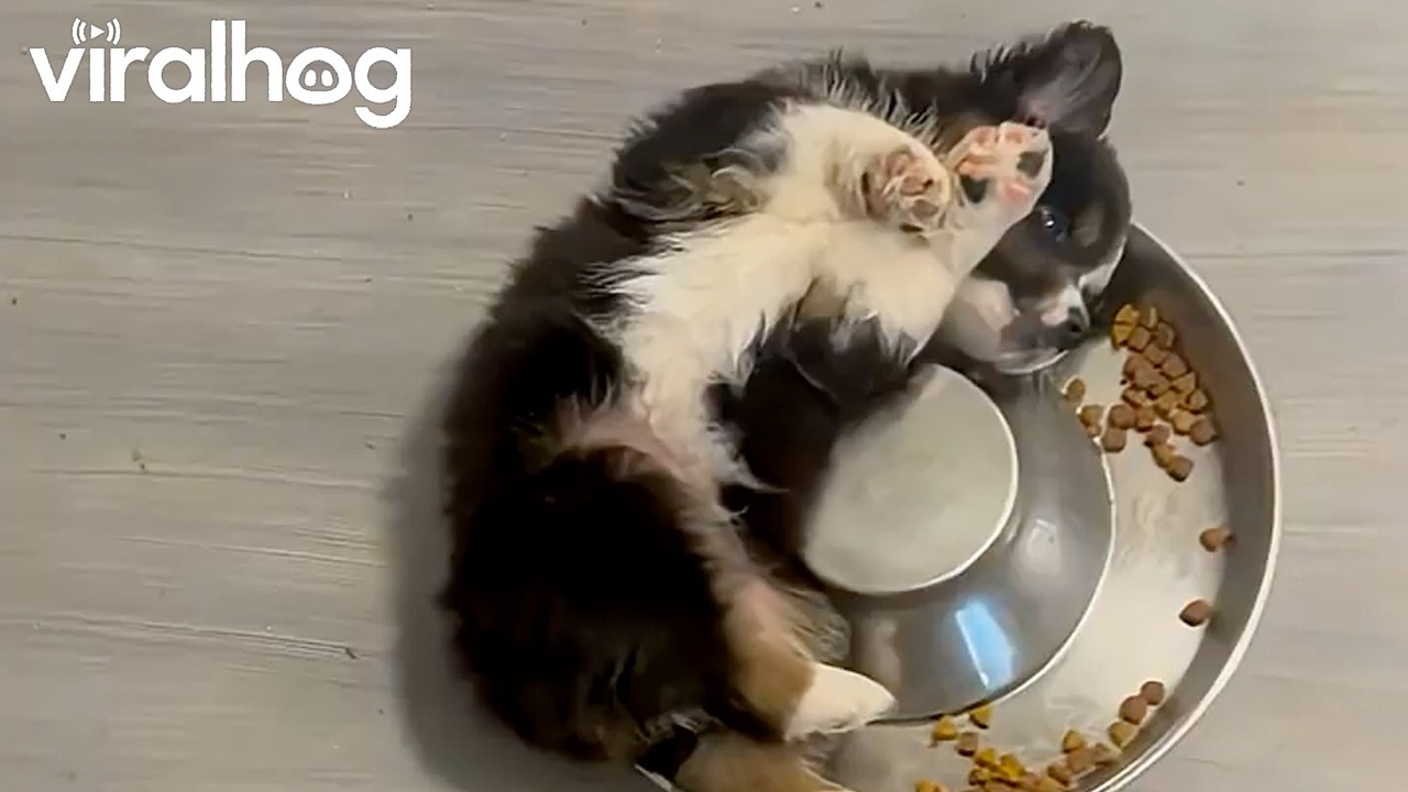 Puppy Loves Crunchy Food || ViralHog
