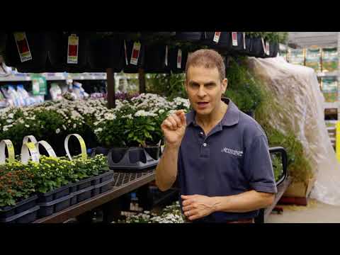 download lagu mp3 mp4 Montauk Daisy Plants For Sale, download lagu Montauk Daisy Plants For Sale gratis, unduh video klip Montauk Daisy Plants For Sale