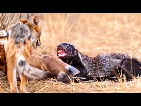 Die verrückte Biologie des Honigdachses