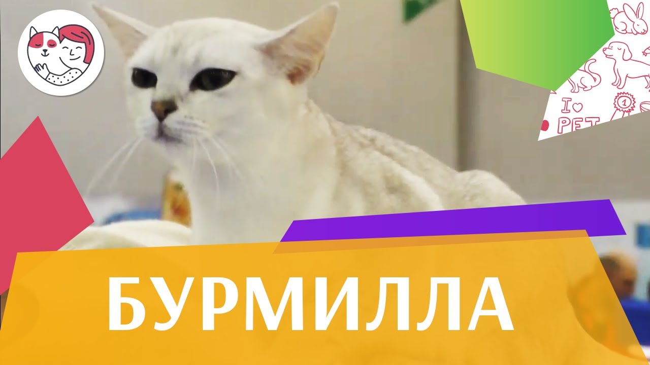Бурмилла на ilikepet. Особенности породы, уход