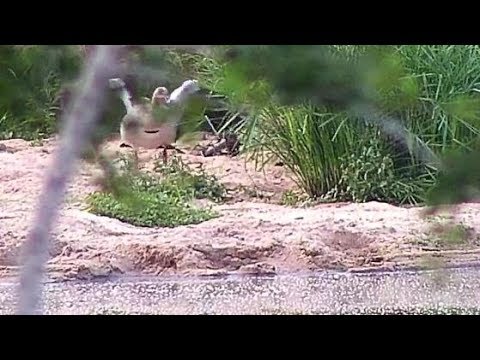 Djuma: Slender Mongoose and Egyptian Goose parent interaction -17:41 - 03/12/20