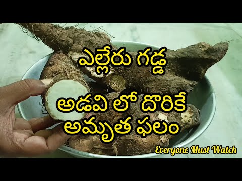ఏక్కడ దొరకని ఎల్లెరు గడ్డ || అడవి తల్లి మనకు ఇచ్చిన అమృత  ఫలం తప్పక తినాలి || Health కి చాలా మంచిది
