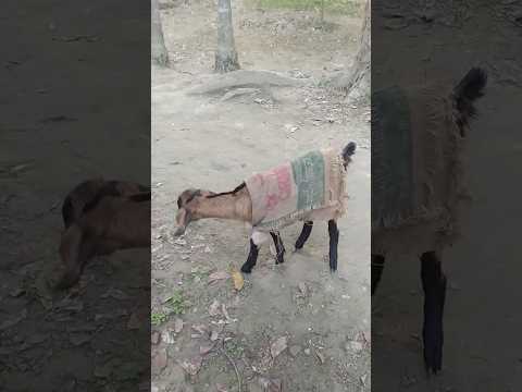 , title : 'The goat is walking in winter clothes#viral #animals #viralvideo #feed #short #bangladesh #newvideo'