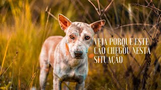 AQUI VOC ENCONTRA DICAS DE CUIDADOS COM OS CES E ENSINAMOS COMO FAZER RECEITA SAUDVEIS !