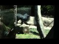 Gorilla Fight At Detroit Zoo 4 5 10