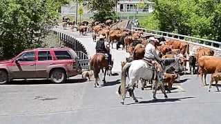 preview picture of video 'Cattle Drive Imnaha, Oregon, June 2013'