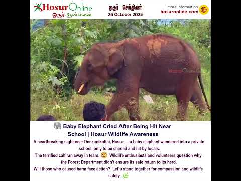 🐘 Baby Elephant Cried After Being Hit Near School | Hosur Wildlife Awareness
