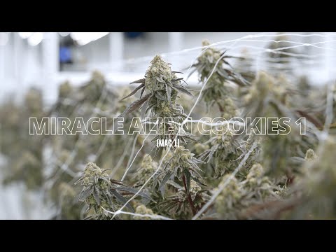 Strain Highlight: MAC 1