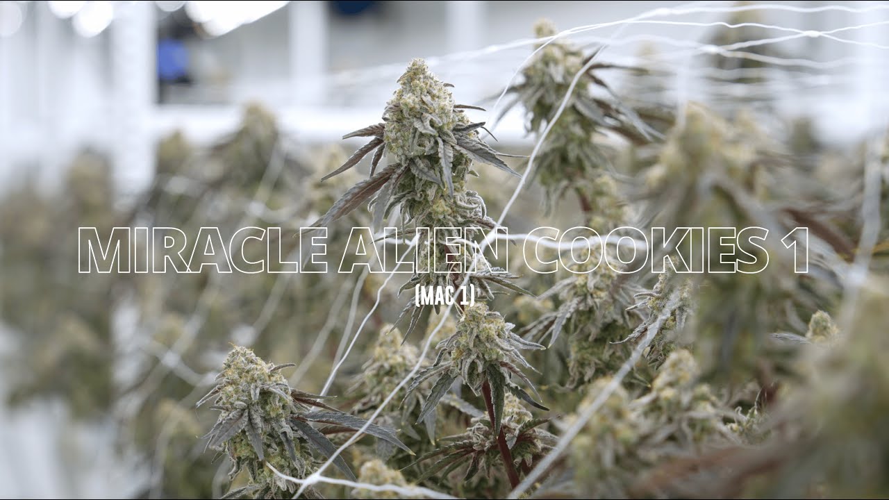 Strain Highlight: MAC 1