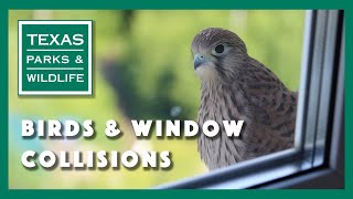 How to Keep Birds from Hitting Your Windows