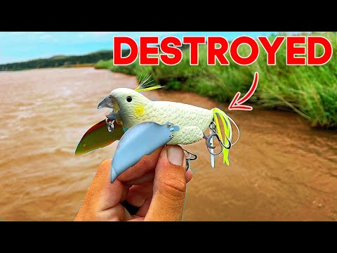 Watch EXPLOSIVE Topwater Bites from the Most SAVAGE Fish in the River!!  Video on