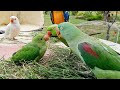 Talking Parrot Greeting Baby Parrot