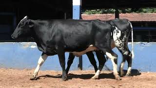 Vídeo 216 - 1ª ETAPA MEGA LIQUIDAÇÃO TOTAL AGROPECUÁRIA MARAJOARA - DIA 4 | GADO GIROLANDO E HOLANDÊS