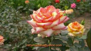 Download lagu 1001 Hari Evie Tamala by Reza Maulana mp3 Download lagu 1001 Hari Evie Tamala by Reza Maulana mp3