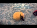 Tsum Tsum Finds Pizza In A Tank