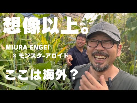 園芸 巨大ウマノスズクサ