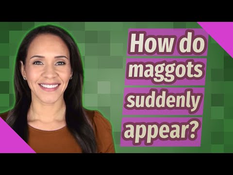 How do maggots suddenly appear?