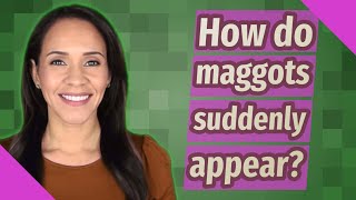 How do maggots suddenly appear?