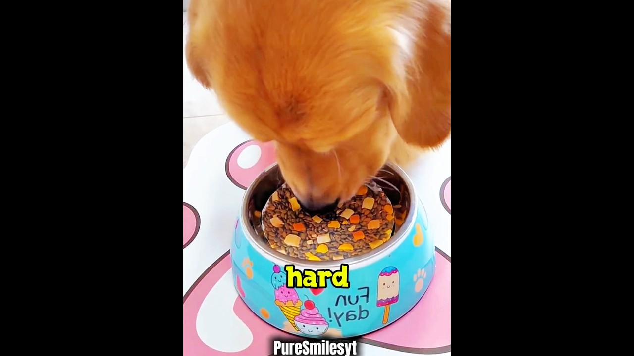 He Tried To FOOL His Dogs… But They Outsmarted Him 😭🐶#shorts