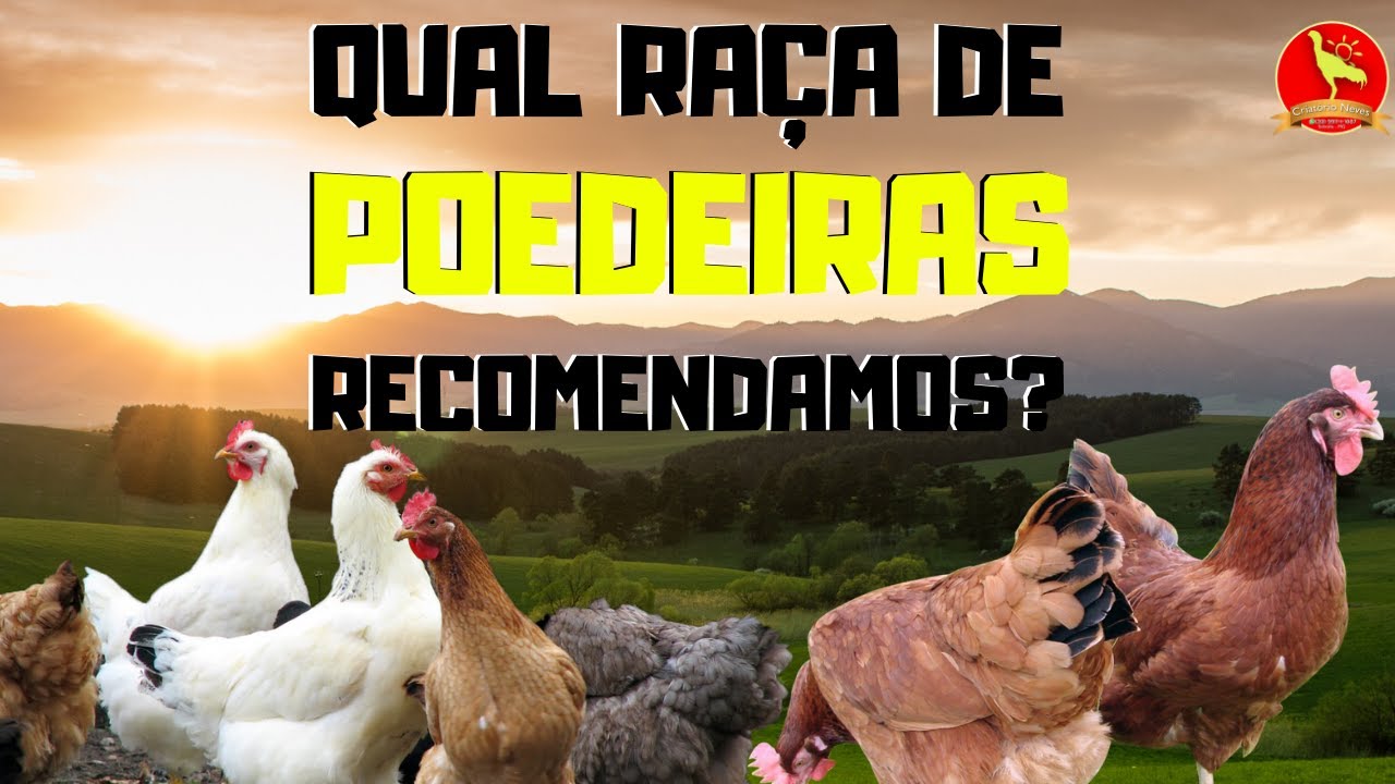 Conheça a RAÇA de POEDEIRA que eu RECOMENDO