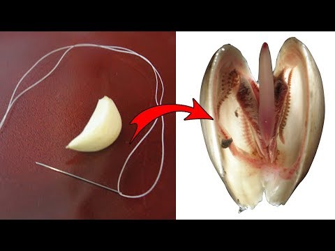 Put A Piece Of Garlic In This Part Of Your Body And You Will See What Happens To Your Health/Natural Video