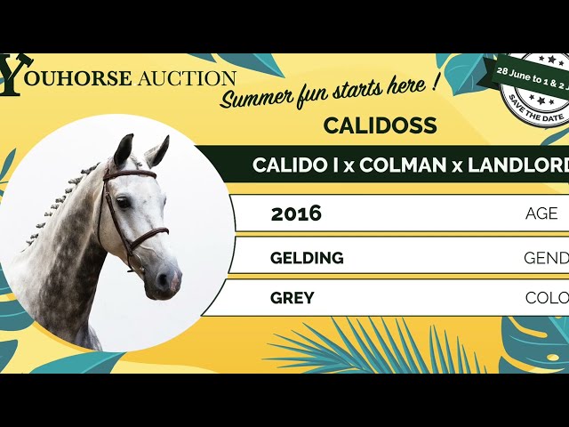 Calidoss showvideo indoor