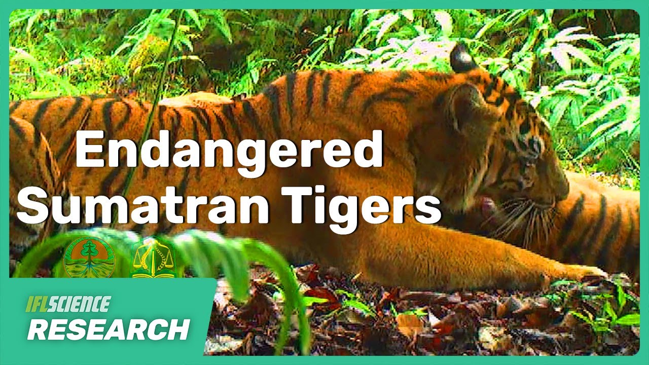 Conservation Success: Camera Traps Snap Nearly 3 Times More Images Of Endangered Sumatran Tigers