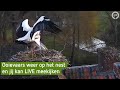 Livestream ooievaars BuitenGewoon weer online