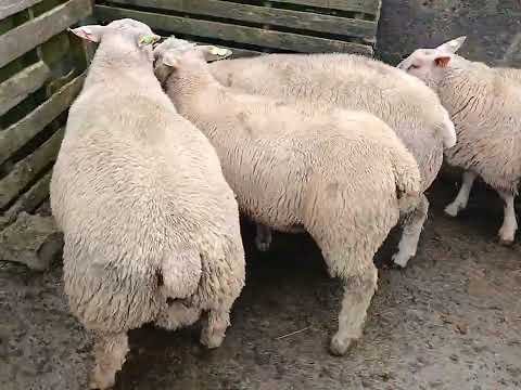 Purebred Registered Charlollais SIS 🌟 rated - Image 2