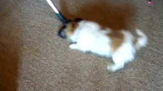 Pippi the Brave- Vacume defender Pup