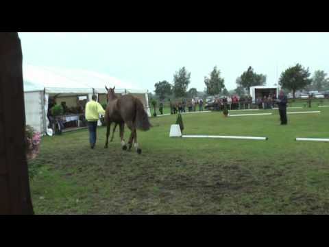 Sudweyher Fohlenschau 2011 - Kat.-Nr. 35: Stutfohlen v. Shakespeare in Love - Wittinger - Wembley