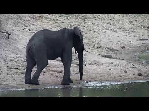 Djuma: Lone Elephant gets drink at the dam - 17:10 - 12/11/20