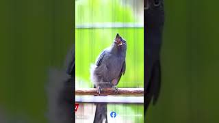 Download lagu Srigunting abu abu gereja tarung #sriguntingabuabugacor mp3 Download lagu Srigunting abu abu gereja tarung #sriguntingabuabugacor mp3