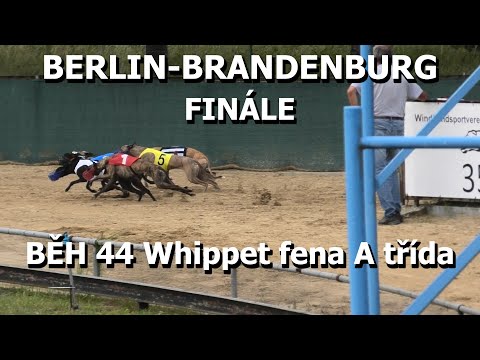 Běh 44 Finále - Whippet fena A třída - Berlin-Brandenburg