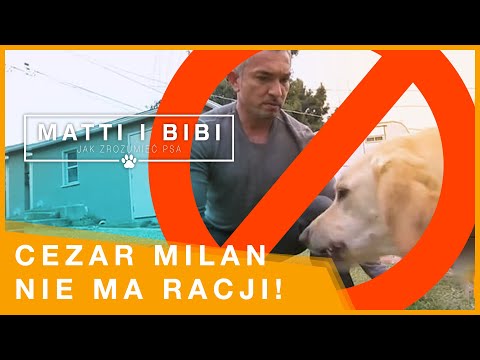 TEORIA DOMINACJI - CESAR MILAN SIĘ MYLI! - o Tym jak budować Dobrą relację z psem,