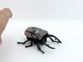 EBay Wind Up Toy Stag Beetle 3 By Thaiseahorse