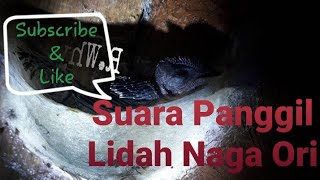 Download lagu Suara panggil Lidah naga Ori mp3 Download lagu Suara panggil Lidah naga Ori mp3