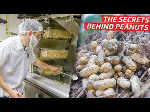 How a Top American Peanut Company Produces Millions of Nuts per Year — Dan Does