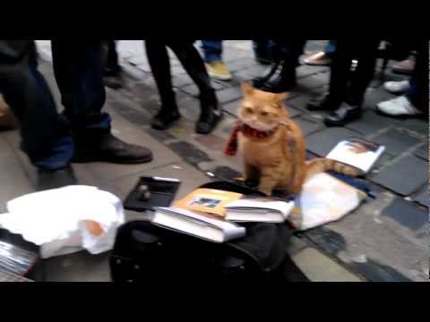 Delphiris meets Bob the big Issue Cat