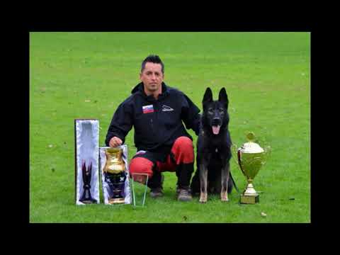 Chris Spod Lazov dumbell retrieve fci 2013