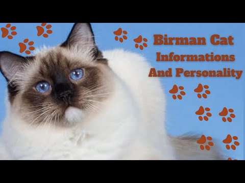 Birman Cat Information and Personality