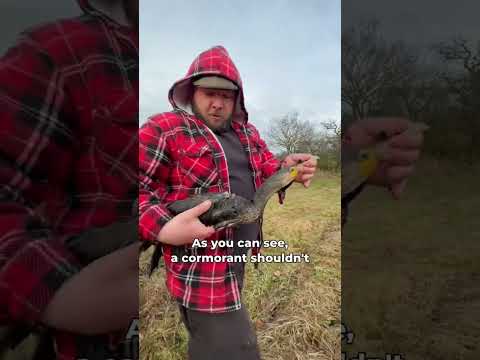 saving a cormorant #wildbird #wildlife #nature #offgridliving #homestead