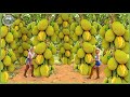 How Millions Of Jackfruit Are Harvested Processed Amazing Thai Food Farming For Jackfruit Snack