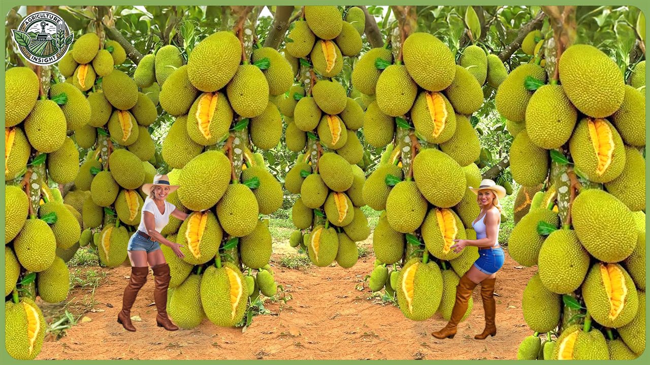 How Millions of Jackfruit Are Harvested & Processed – Amazing Thai Food Farming For Jackfruit Snack