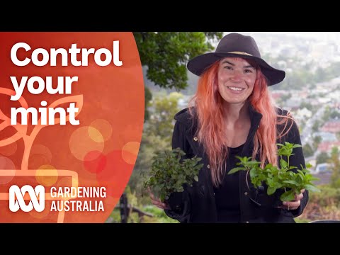 How to control your mint | Growing fruit and veg | Gardening Australia