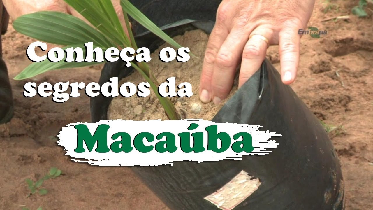 A muda da macaúba tem suas peculiaridades